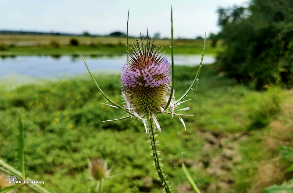 Chardon en bord de Loire