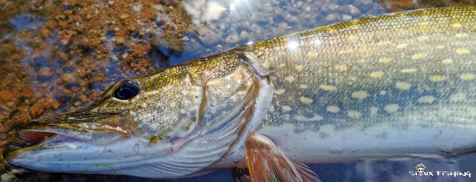 brochet de Loire