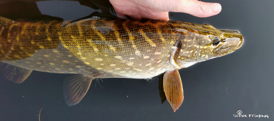 Brochet de Loire