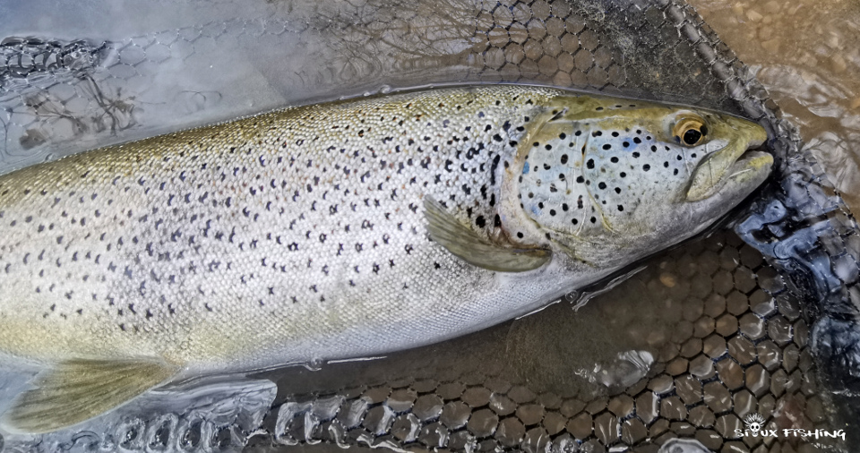 Truite de la Haute Rivière d'Ain