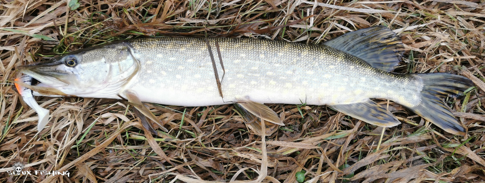 Brochet de Loire