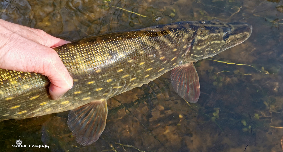 Brochet de Loire