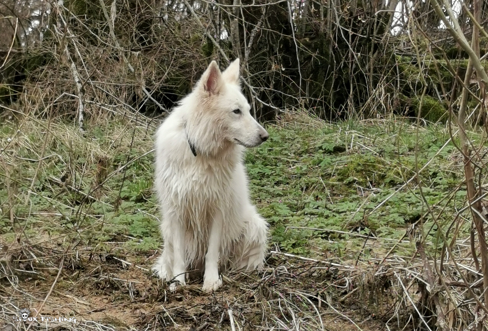 Berger blanc suisse à la pêche