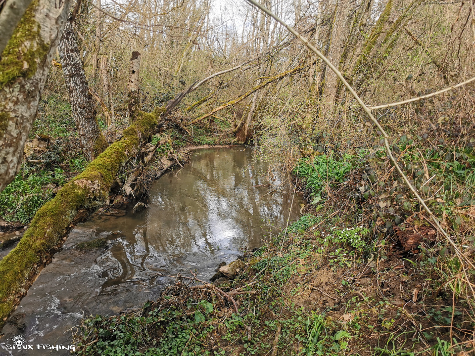 jolie rivière en forêt