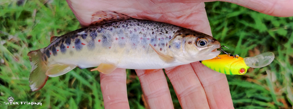 petite truite capturée en eau haute