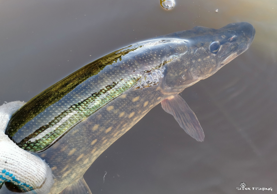 Brochet de Montaubry