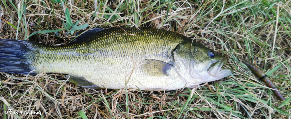 Black-bass pêché avec une imitation de vers en montage wacki