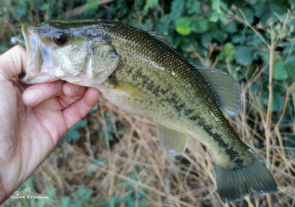 Black-bass