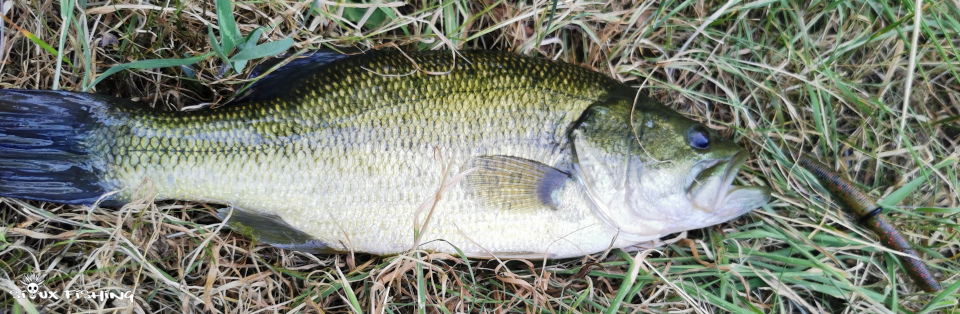 Black bass du canal Latéral à la Loire