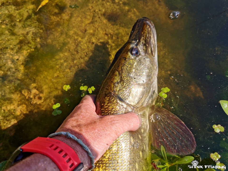 Brochet de Loire