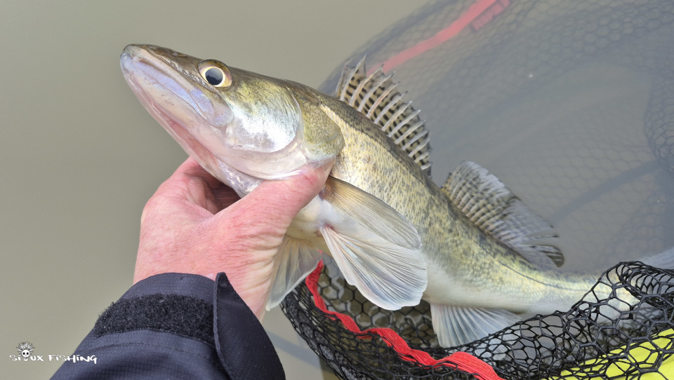 petit sandre de Seille