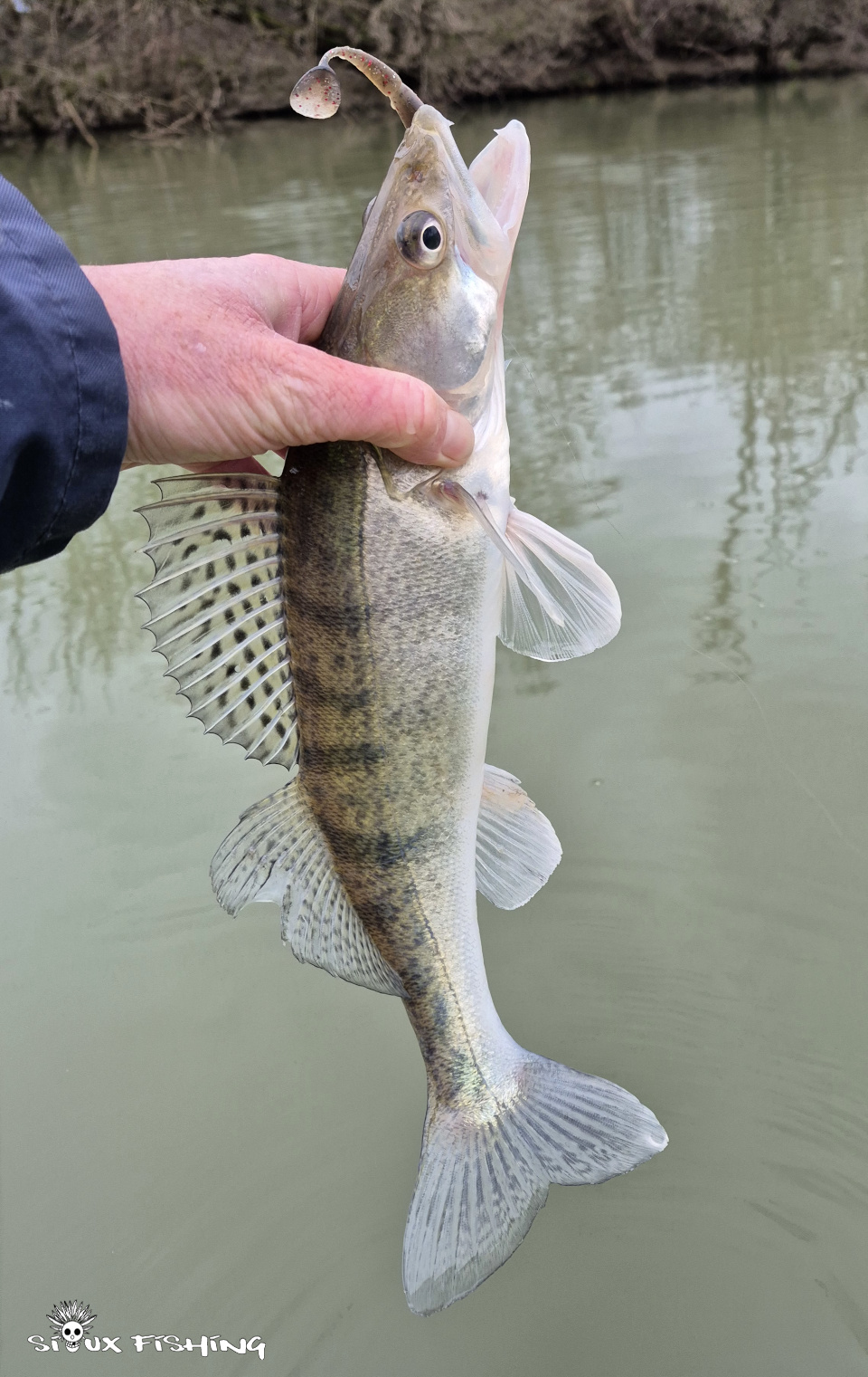 petit sandre de Seille