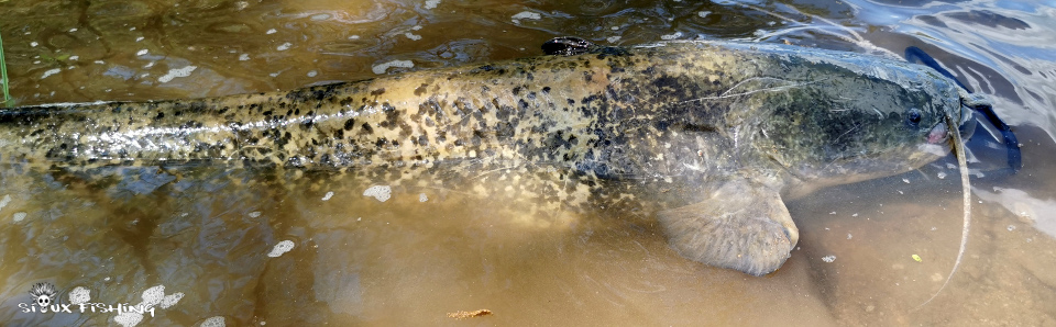 Silure de Loire