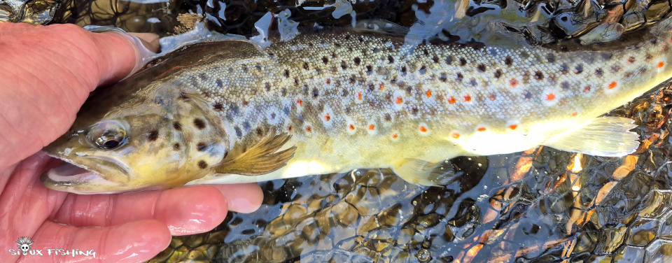Truite de déversement pêchée dans la Dordogne en amont de la Bourboule