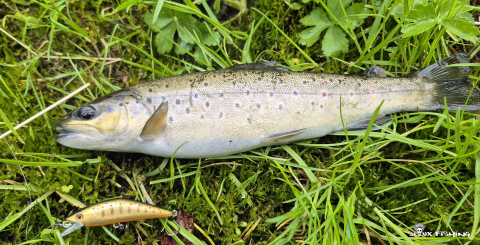 Truite de la Dordogne prise au poisson nageur
