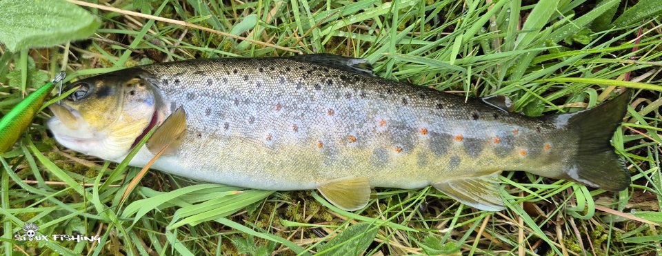 Truite de la Dordogne prise au poisson nageur