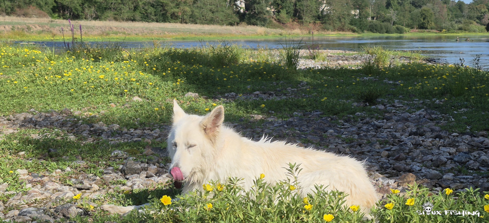 Berger blanc suisse en bord de Loire Berger blanc suisse en bord de Loire
