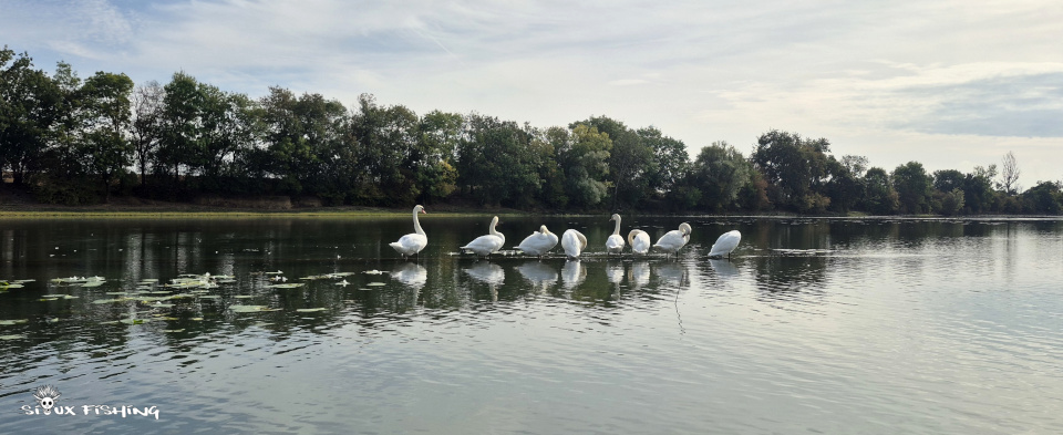 Cygnes sur la Saône Cygnes sur la Saône