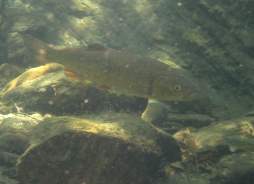 Chevesne de la rivière Gardon