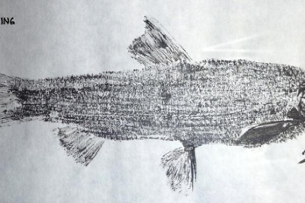 _17_Gyotaku - Hotu collection