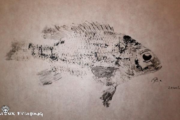 _31_Gyotaku - Crapet de Roche collection