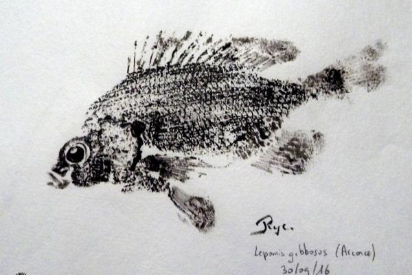 _35_Gyotaku - Perche soleil collection