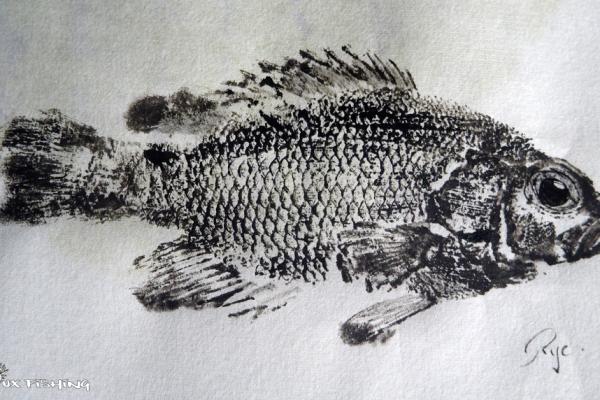 _36_Gyotaku - Crapet de roche collection