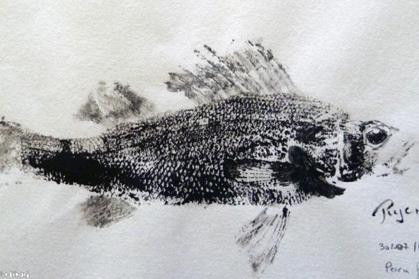 _38_Gyotaku - Perche collection