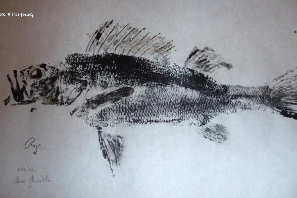 _39_Gyotaku - Perche collection