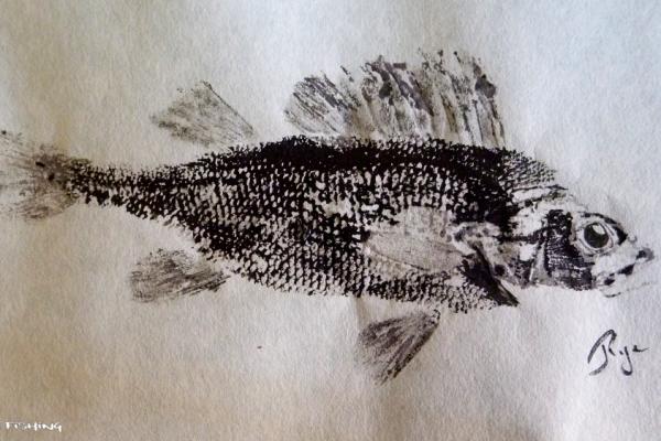 _40_Gyotaku - Perche collection