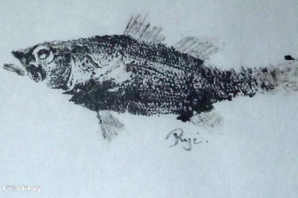 _41_Gyotaku Black bass collection