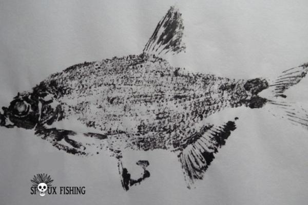3_Gyotaku - Brème commune collection