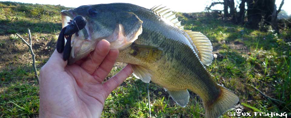 black_bass