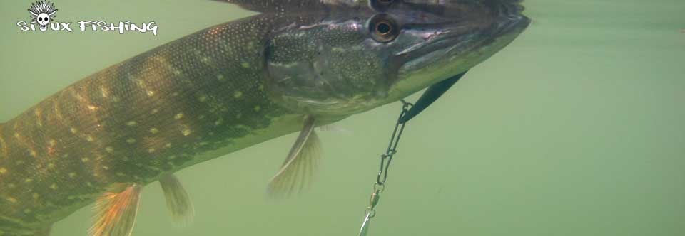 Brochet de Saône