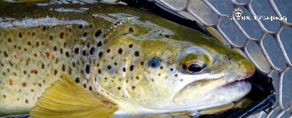 Difficile début de sa saison pour la pêche à la truite dans les